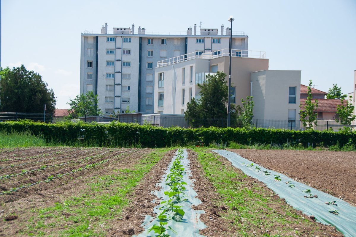 Un champ abondant dans une ferme urbaine avec de l'arrosage automatique