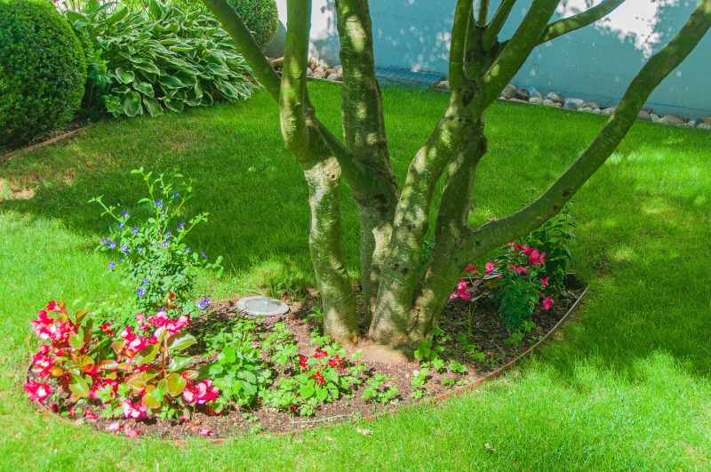 Un superbe massif fleuri au pied d'un arbre dans un jardin de particulier à Lyon